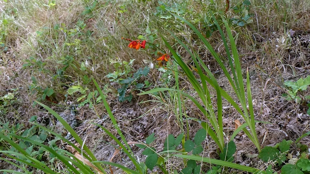 Crocosmia X Crocosmiiflora