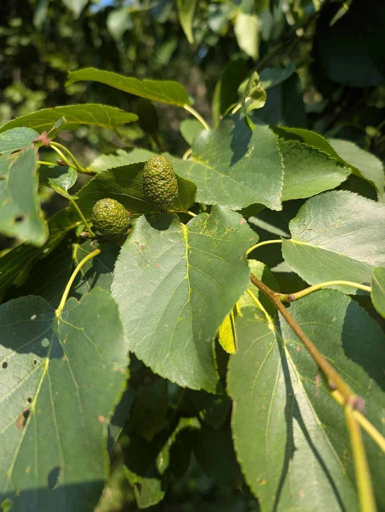 Alnus Cordata