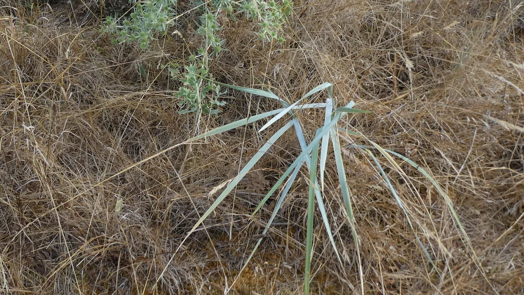 Leymus Arenarius