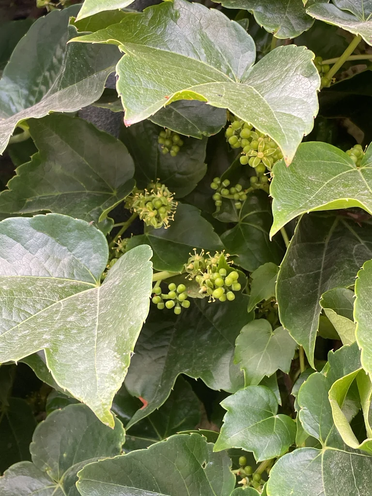 Parthenocissus Tricuspidata
