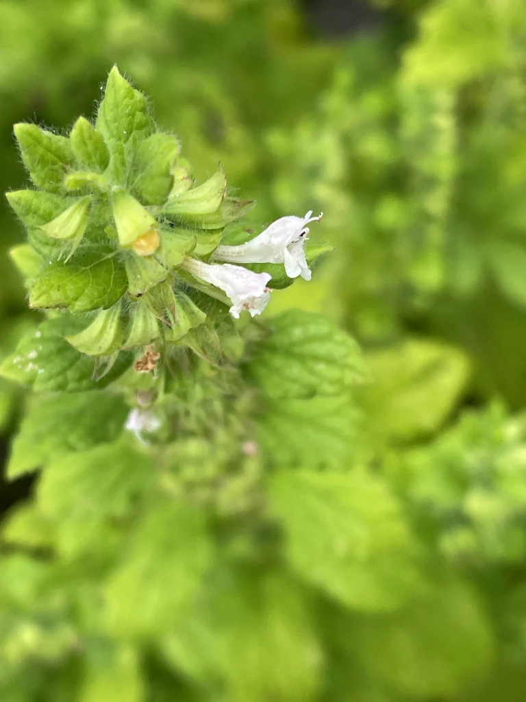 Melissa Officinalis
