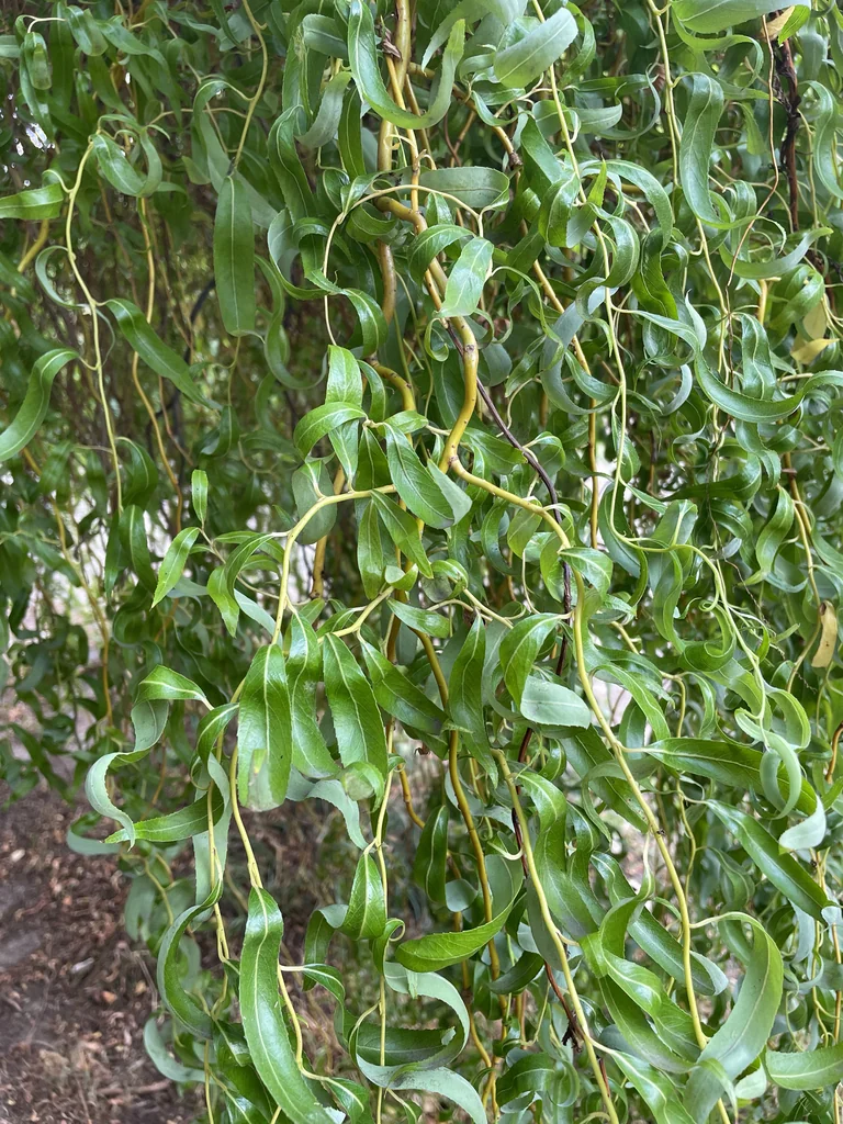 Salix Babylonica