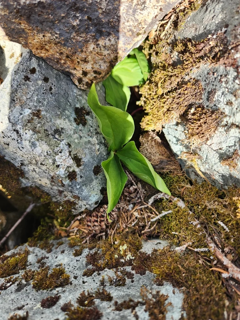 Trillium Ovatum