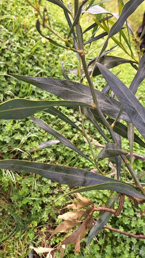 Acacia Saligna