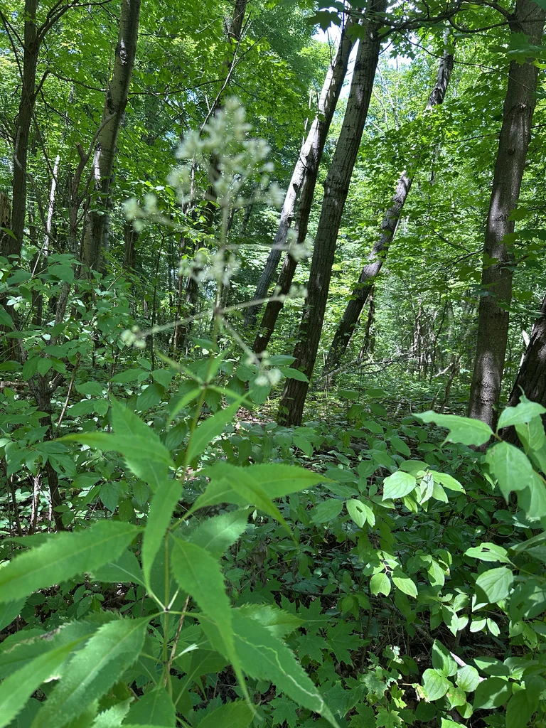 Eupatorium Purpureum