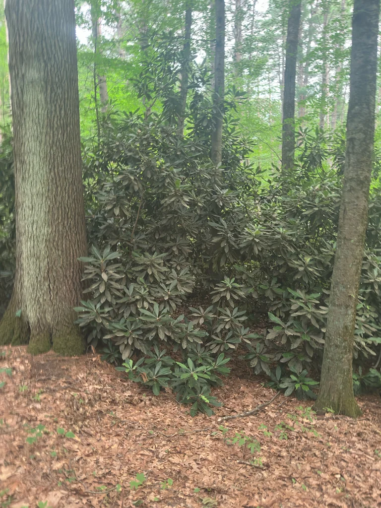 Rhododendron Maximum