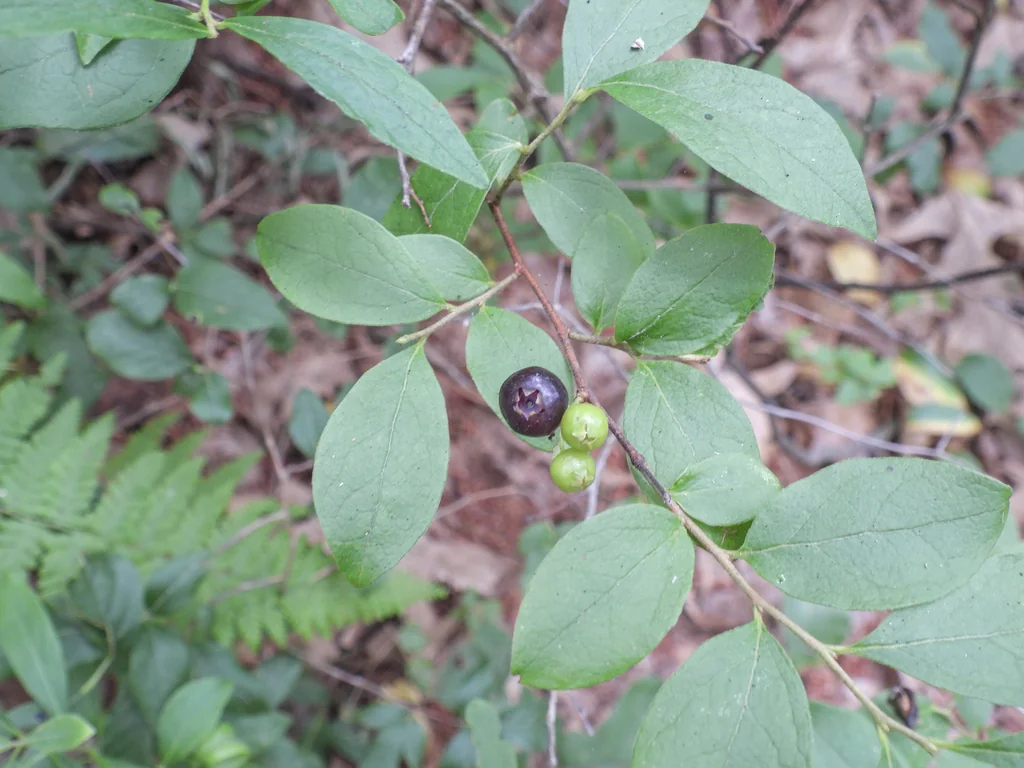 Gaylussacia Baccata