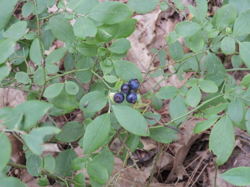 Vaccinium Pallidum