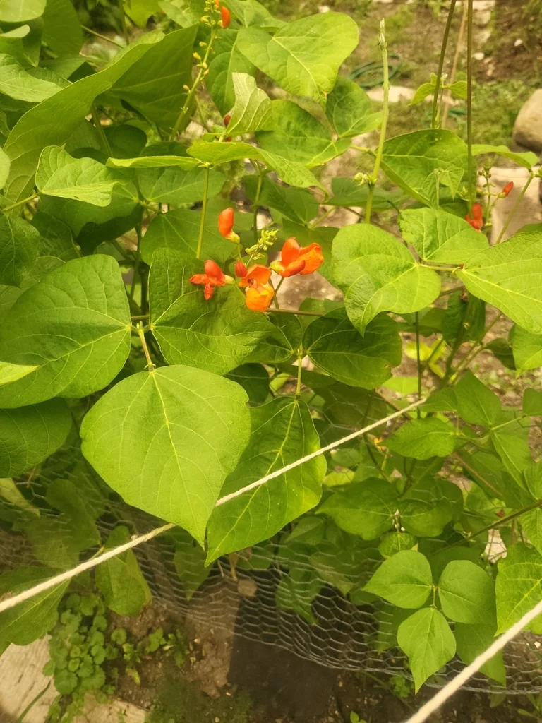 Phaseolus Coccineus