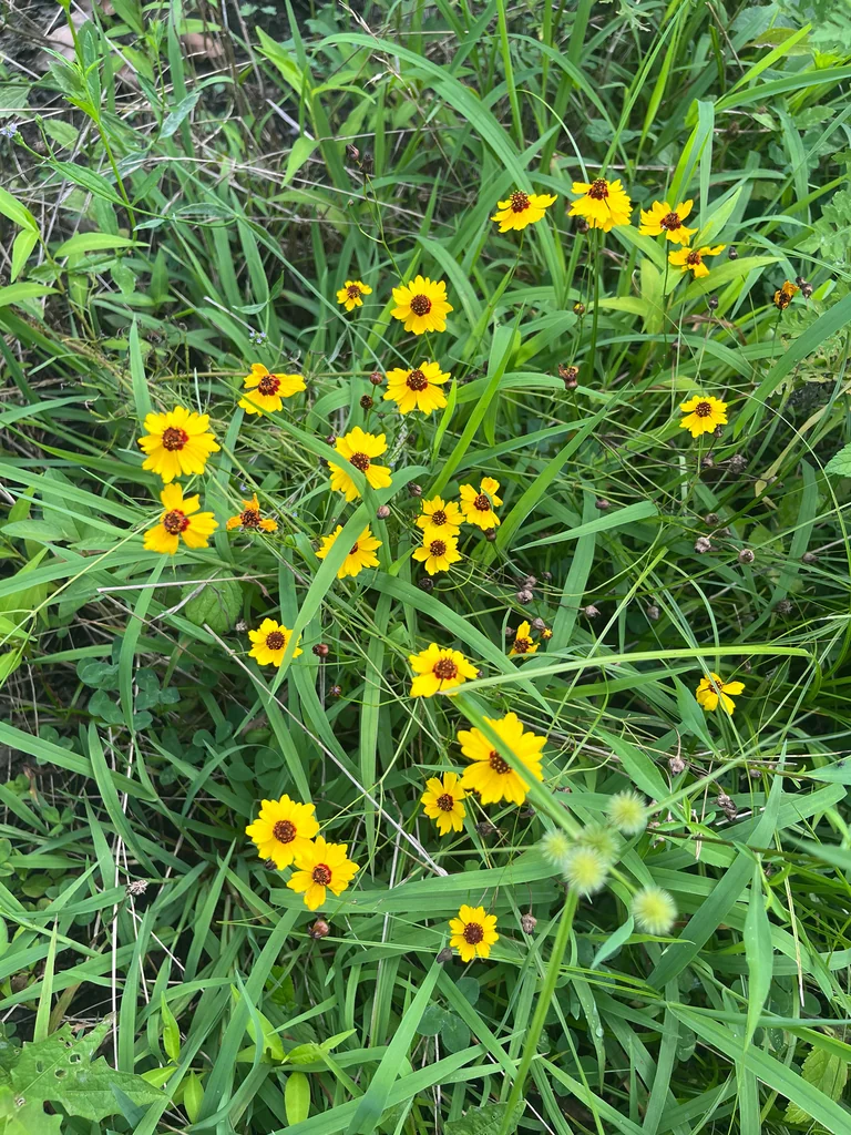 Coreopsis Tinctoria