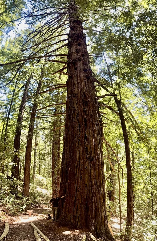 Sequoia sempervirens