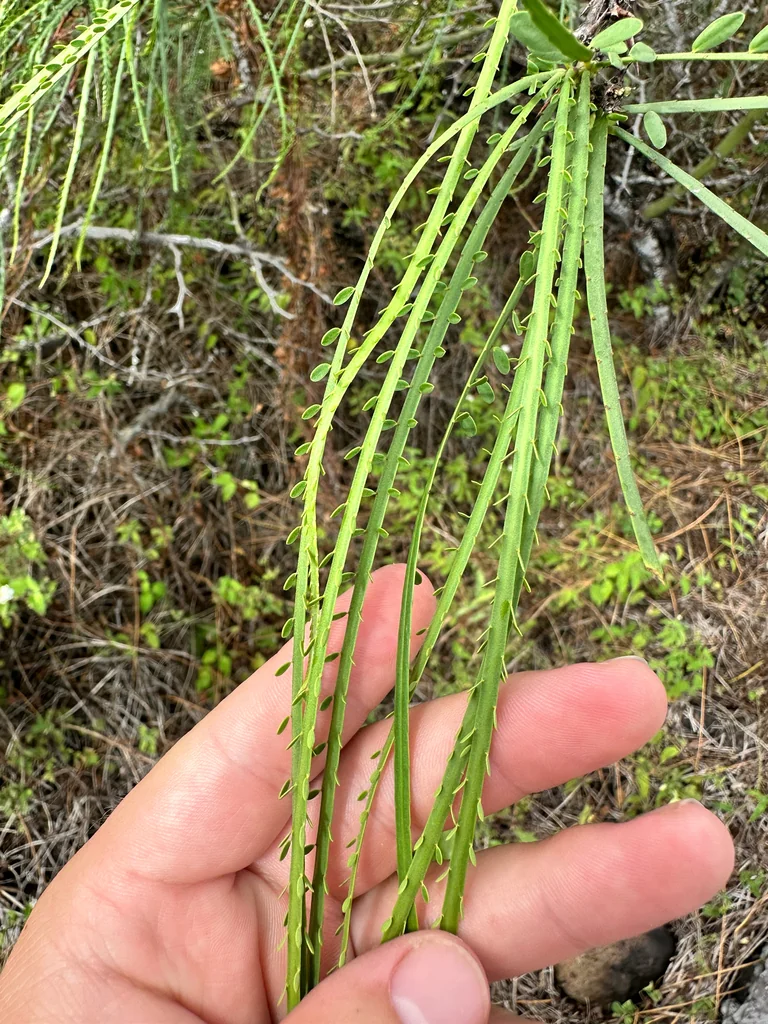 Parkinsonia Aculeata