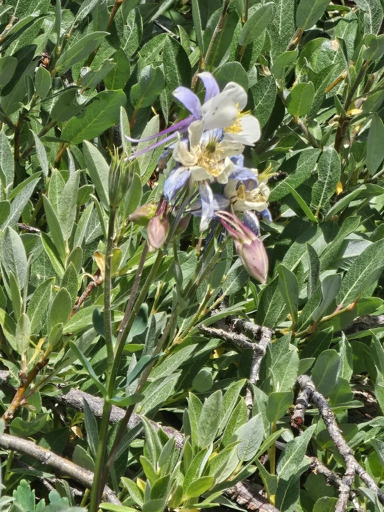 Aquilegia Caerulea
