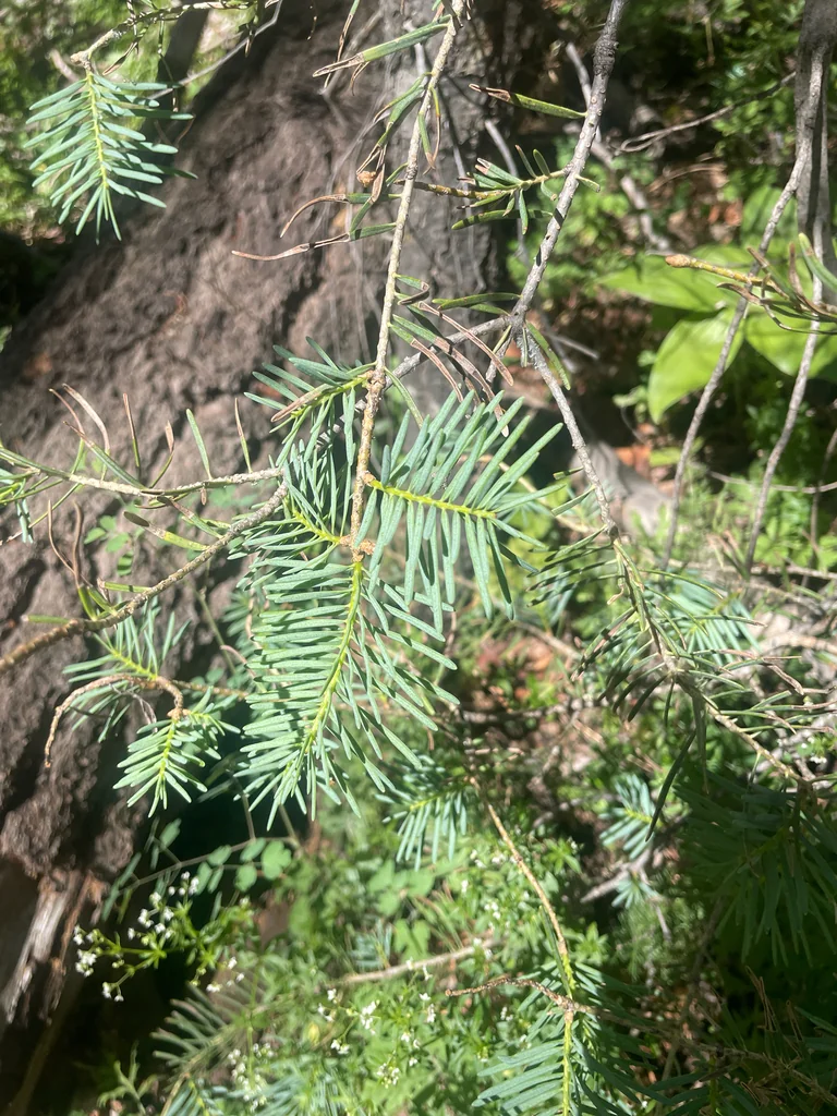 Abies Concolor