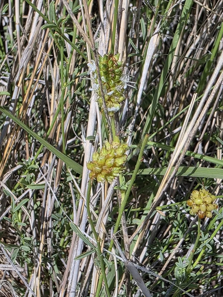 Dalea Candida