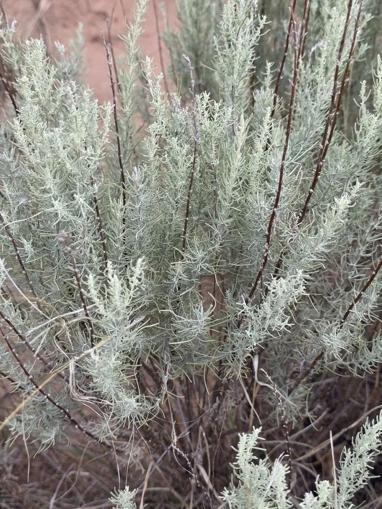 Artemisia Filifolia