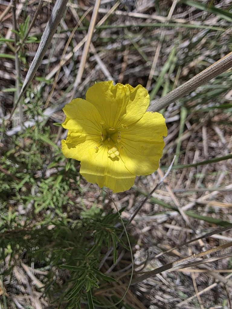 Calylophus Berlandieri