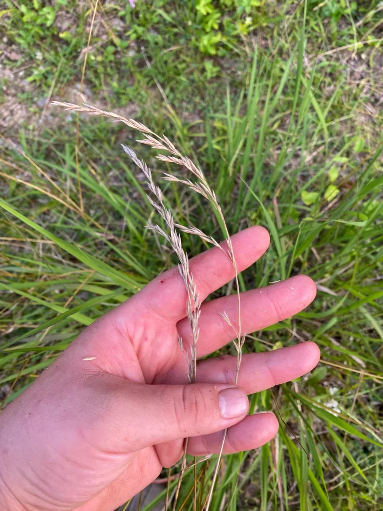 Festuca arundinacea