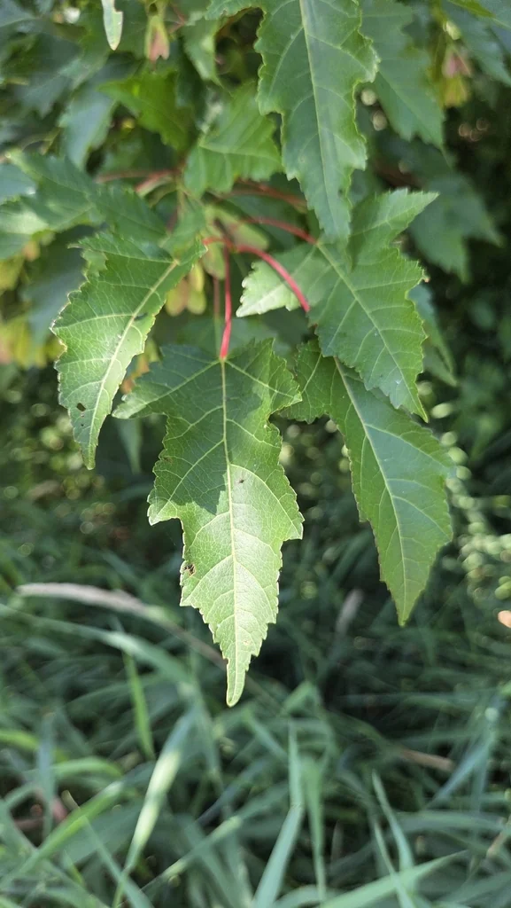 Acer Ginnala