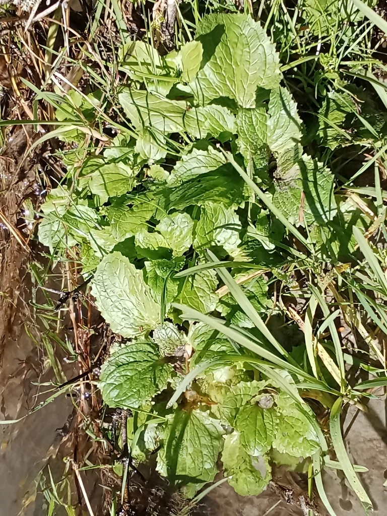 Mimulus Guttatus