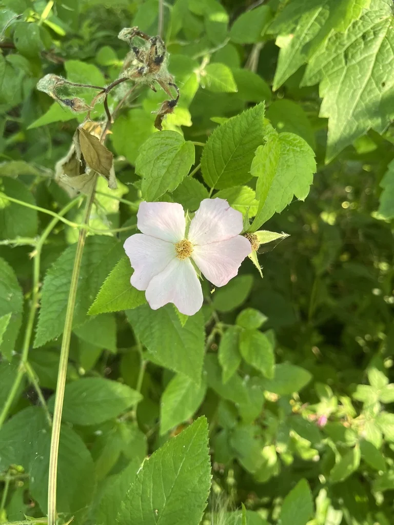 Rosa Setigera