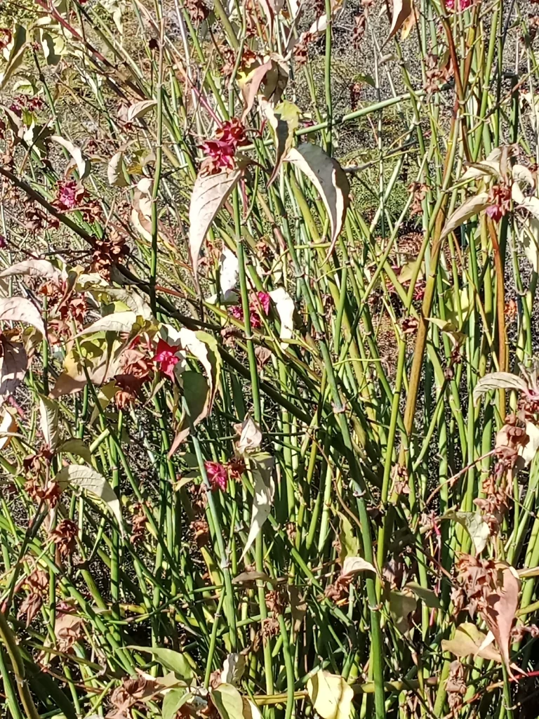 Leycesteria formosa