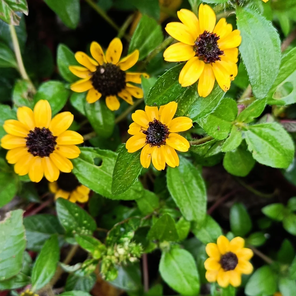 Sanvitalia procumbens