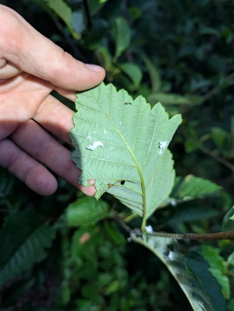 Alnus Rubra