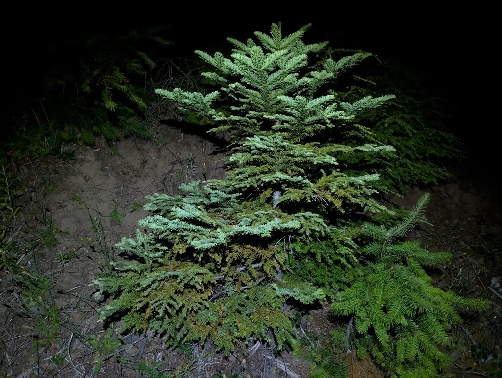 Abies Procera