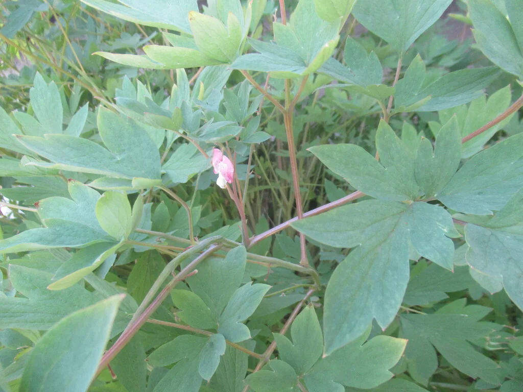 Dicentra spectabilis