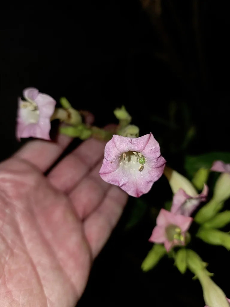Nicotiana Tabacum