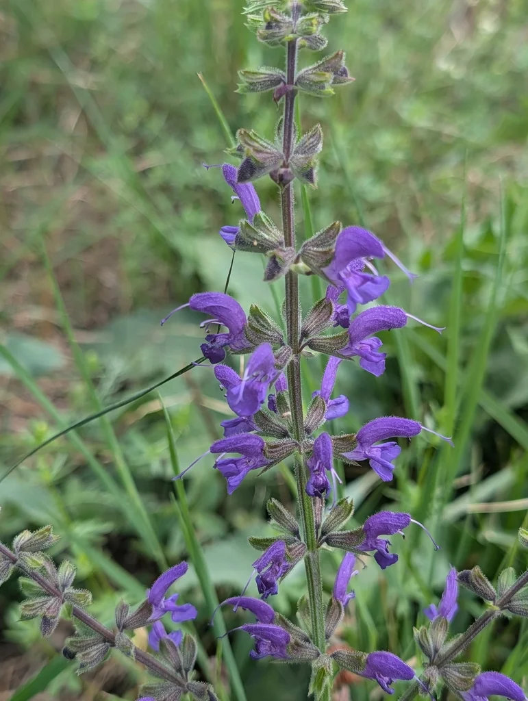 Salvia Pratensis