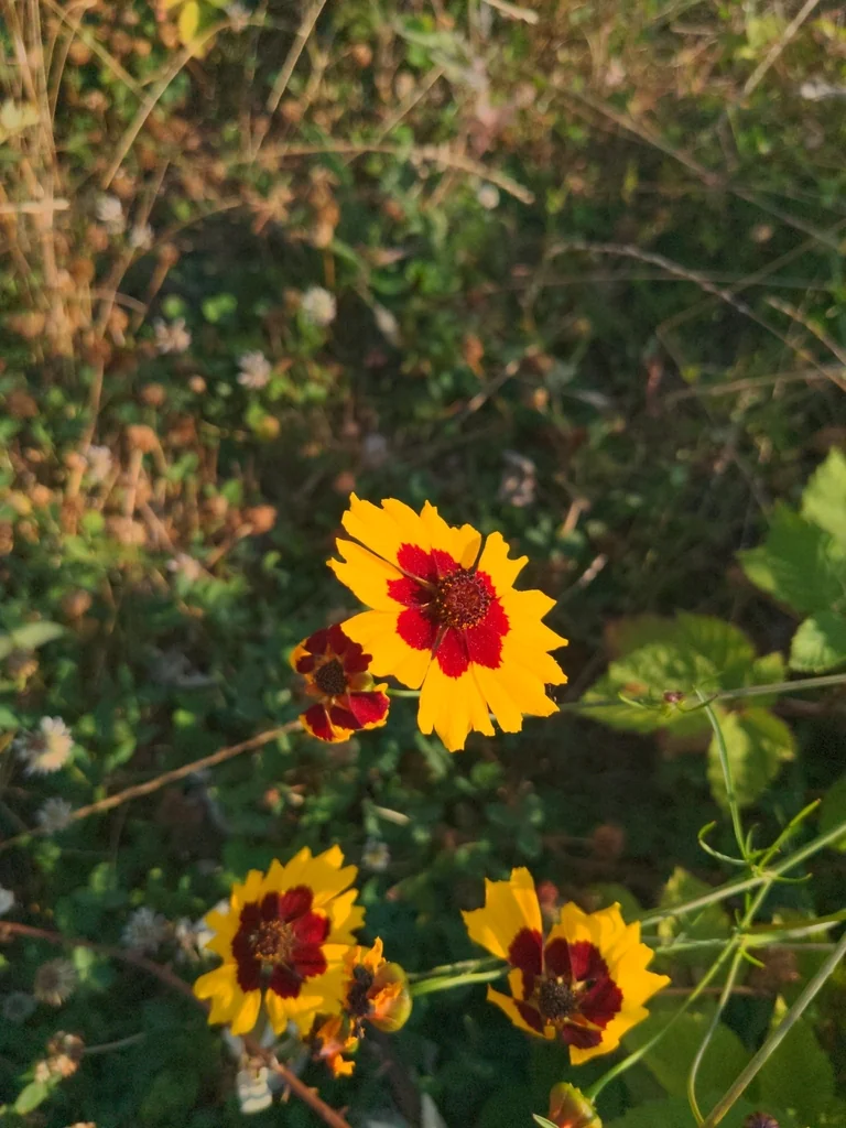 Coreopsis Tinctoria