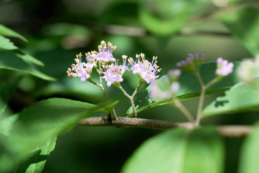 Callicarpa Dichotoma