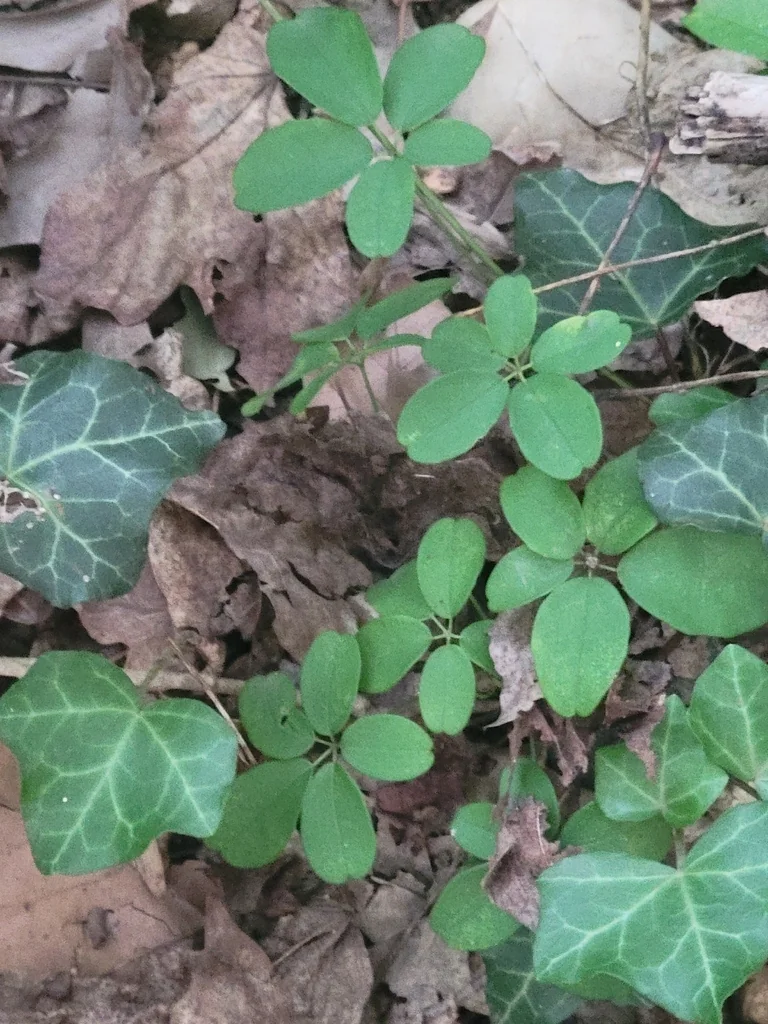 Akebia Quinata