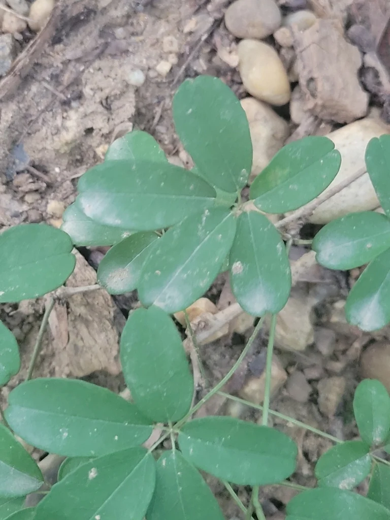 Akebia Quinata