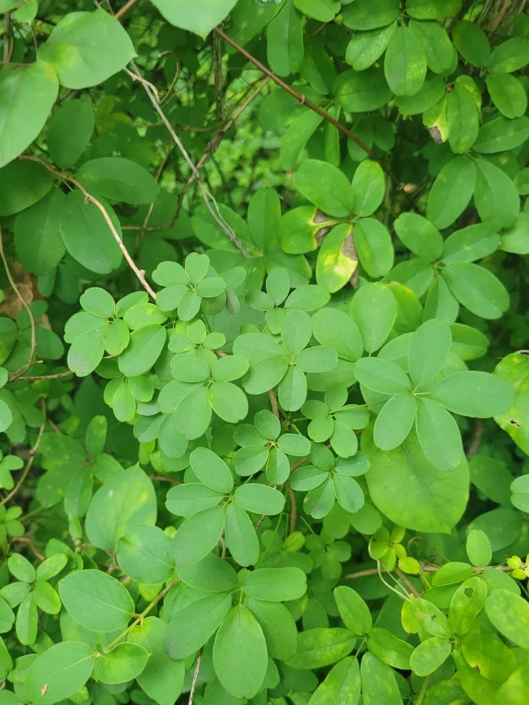 Akebia Quinata