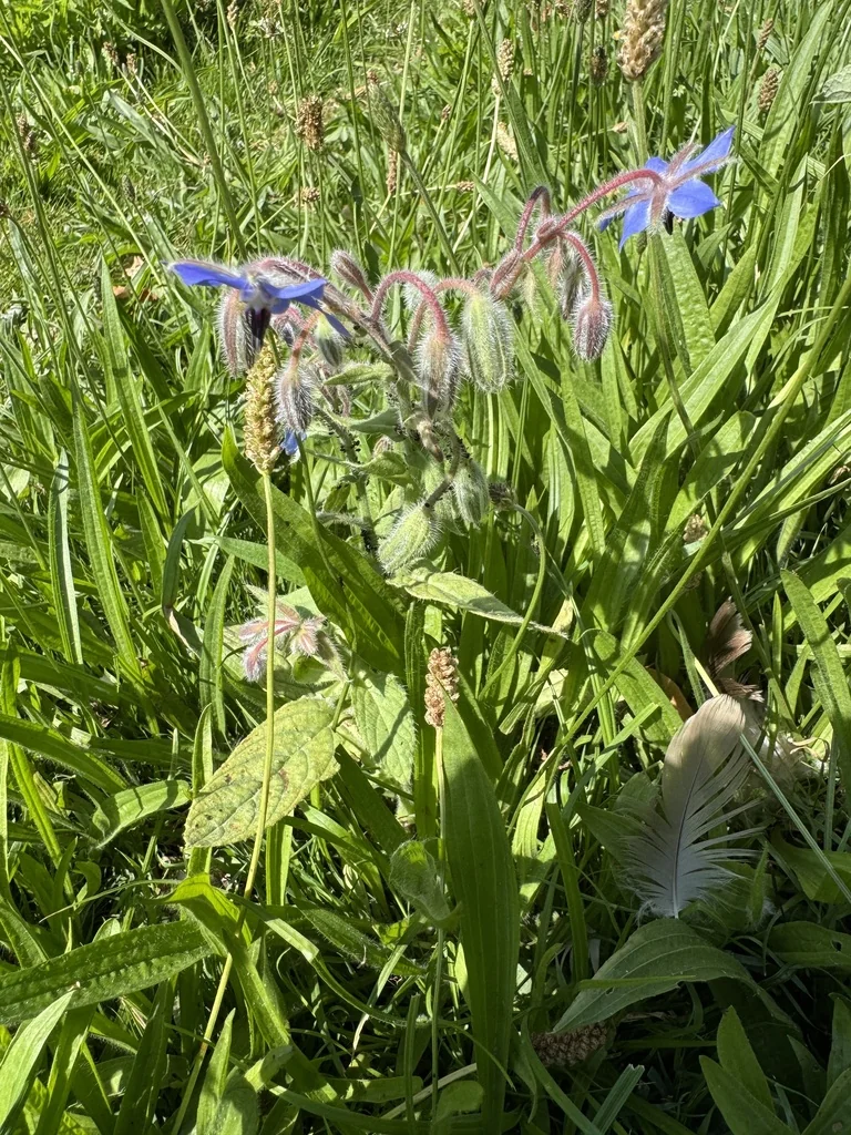 Borago Officinalis