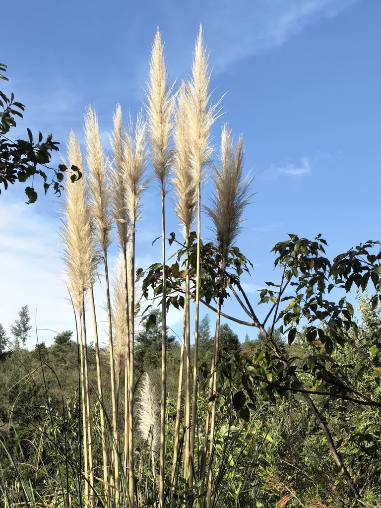 Cortaderia Selloana