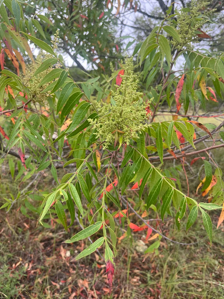 Rhus Lanceolata