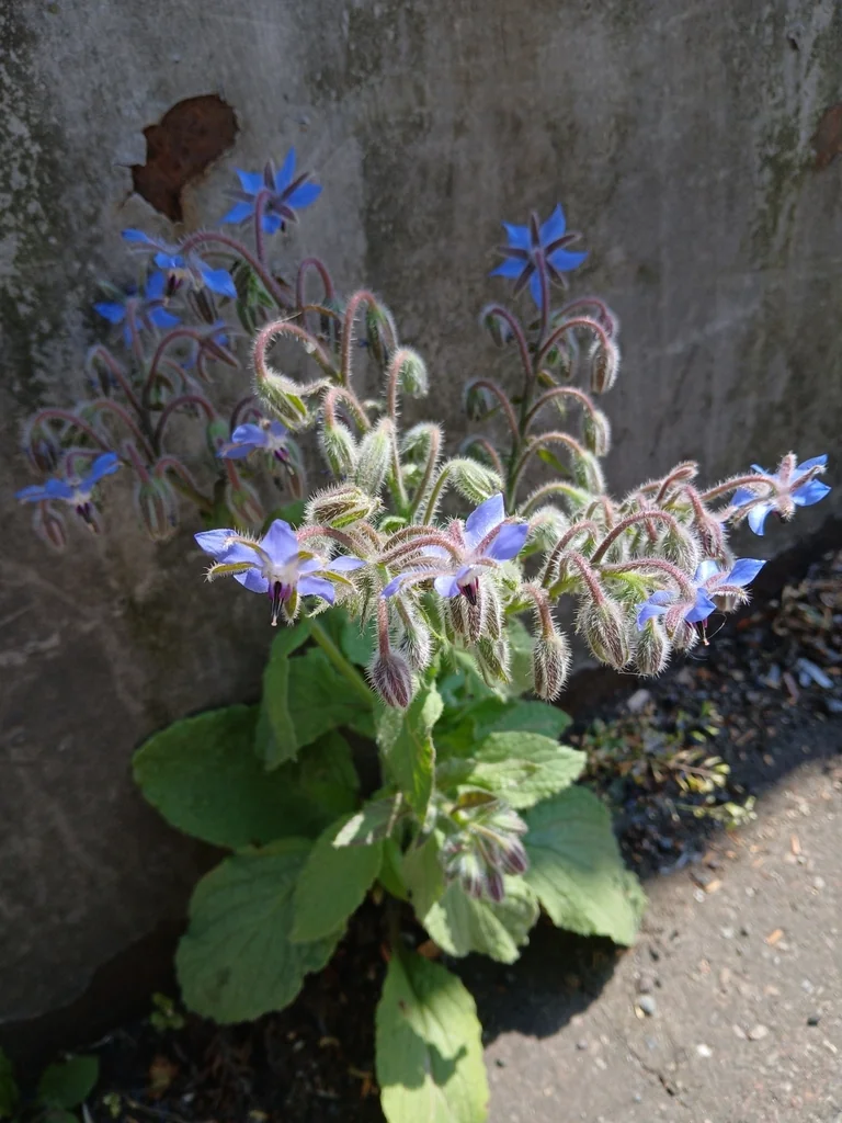 Borago Officinalis