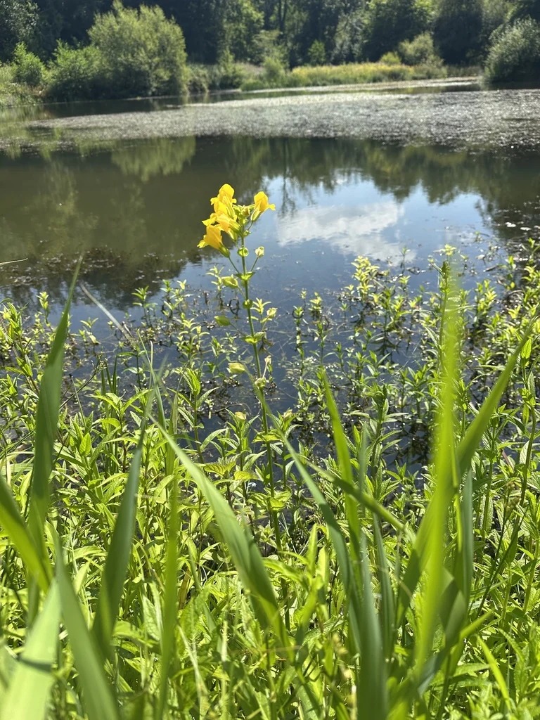 Mimulus Guttatus
