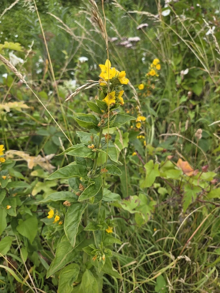 Lysimachia Punctata