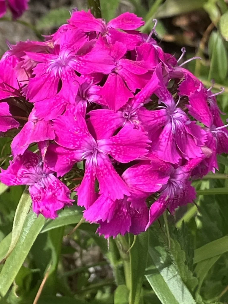 Dianthus Barbatus