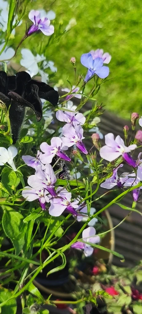 Lobelia erinus
