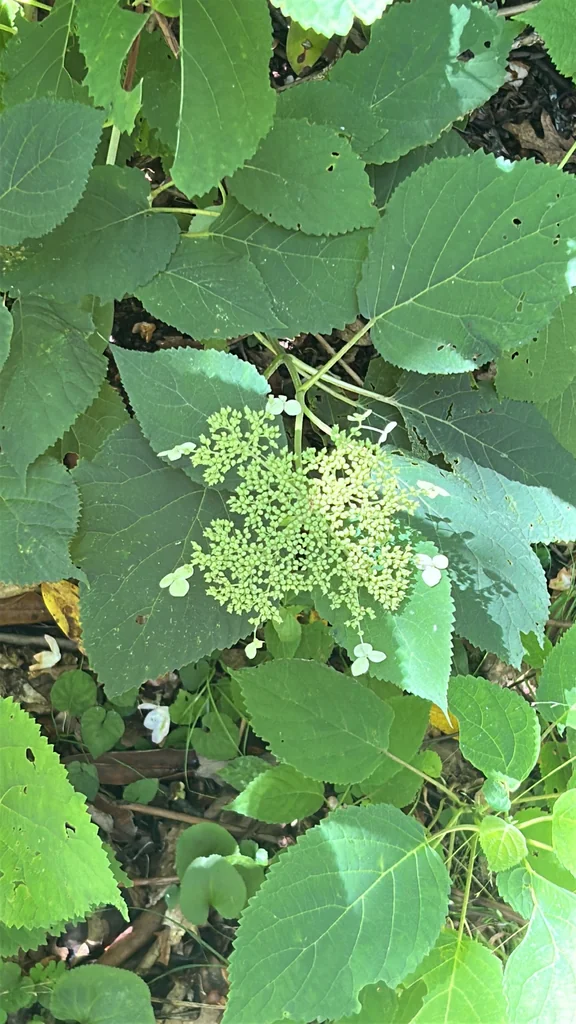 Hydrangea arborescens