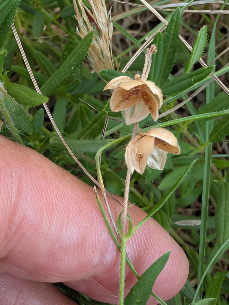 Helianthemum Nummularium