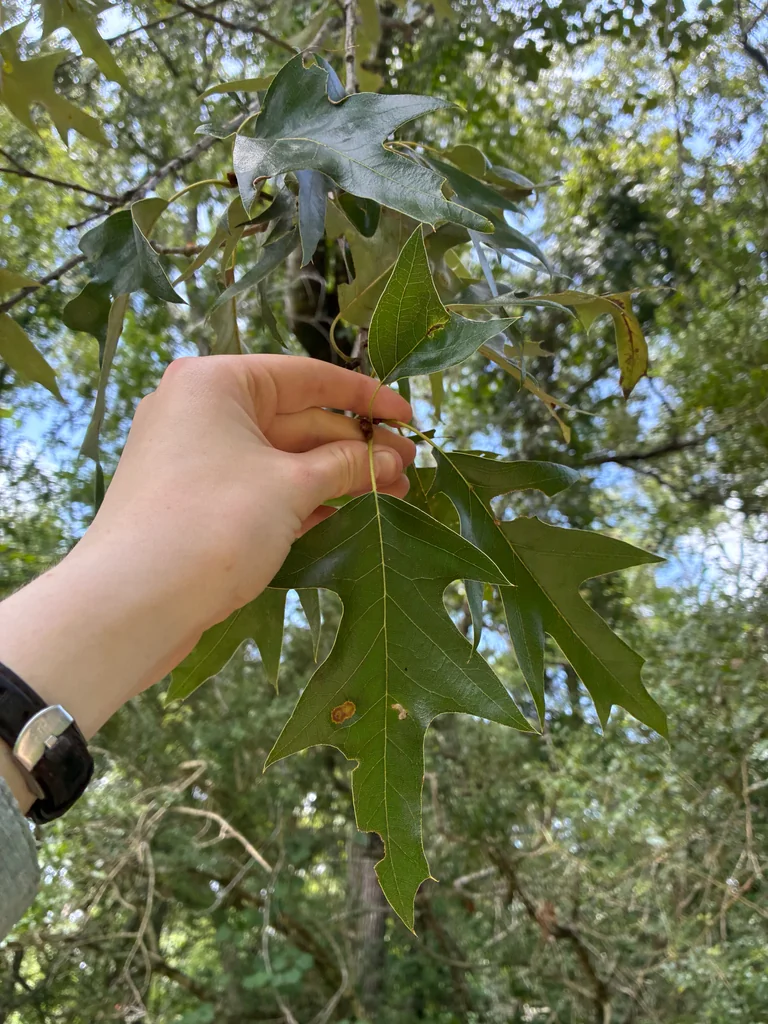 Quercus Pagoda