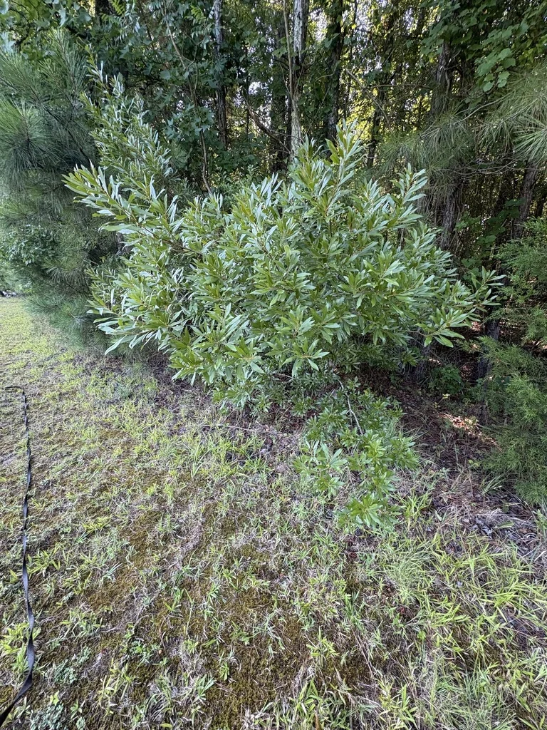 Morella Cerifera