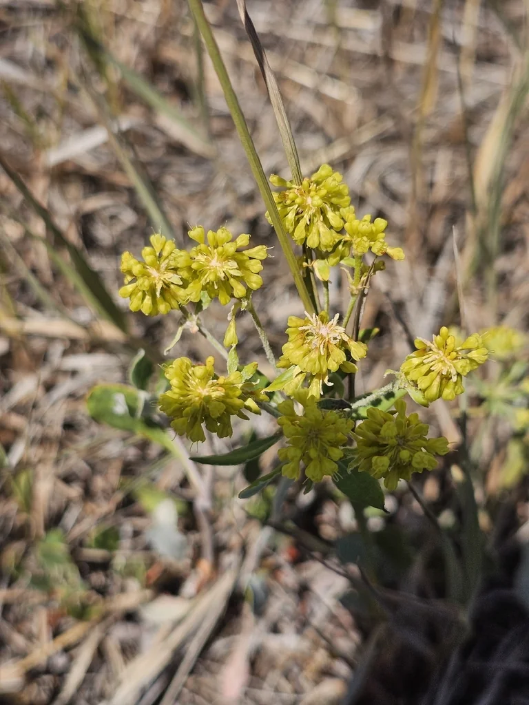 Eriogonum Umbellatum